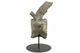 Sauropod (Camarasaurus) Caudal Vertebra - Absolutely Massive #209202-10